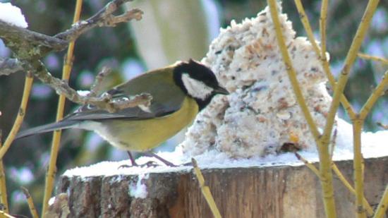 Mésange charbonnière