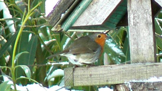 Rouge-gorge sous la neige