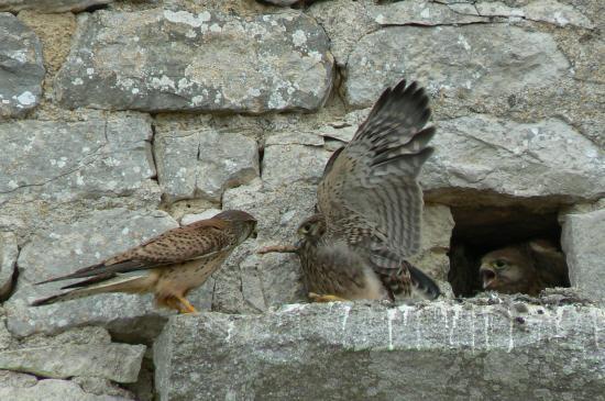 Faucons crécerelles